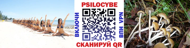 хочу   Горячий Ключ  Псилоцибиновые грибы мицелий 